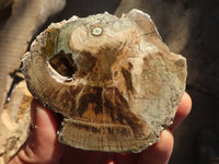 Polished Petrified Wood Branch Pieces  x 4 From Zimbabwe - Toprock Gemstones and Minerals 