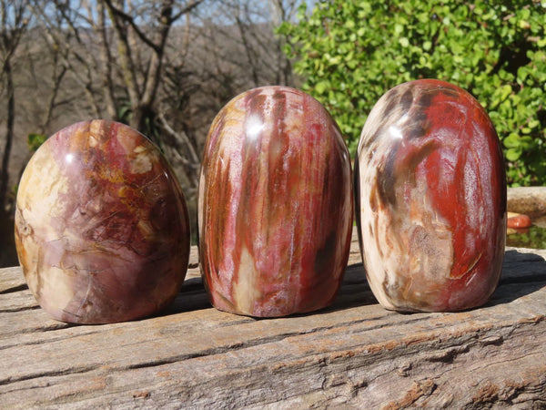 Polished Red Podocarpus Petrified Wood Standing Free Forms x 3 From Mahajanga, Madagascar