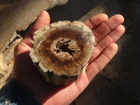 Polished Petrified Wood Branch Pieces  x 4 From Zimbabwe - Toprock Gemstones and Minerals 