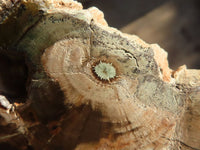 Polished Petrified Wood Branch Pieces  x 4 From Zimbabwe - Toprock Gemstones and Minerals 