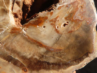 Polished Petrified Wood Branch Pieces  x 4 From Zimbabwe - Toprock Gemstones and Minerals 