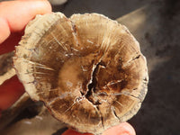 Polished Petrified Wood Branch Pieces  x 4 From Zimbabwe - Toprock Gemstones and Minerals 