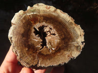 Polished Petrified Wood Branch Pieces  x 4 From Zimbabwe - Toprock Gemstones and Minerals 