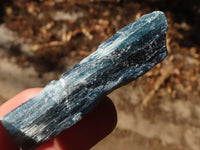 Natural Single Blue Kyanite Crystals  x 48 From Zimbabwe