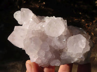 Natural White Cactus Flower Spirit Quartz Specimens  x 6 From Boekenhouthoek, South Africa - Toprock Gemstones and Minerals 