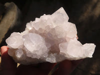 Natural White Cactus Flower Spirit Quartz Specimens  x 6 From Boekenhouthoek, South Africa - Toprock Gemstones and Minerals 