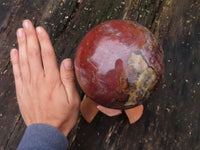 Polished Extra Large Petrified Red Podocarpus Wood Sphere & Rosewood Stand x 2 From Madagascar - TopRock