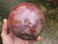 Polished Extra Large Petrified Red Podocarpus Wood Sphere & Rosewood Stand x 2 From Madagascar - TopRock