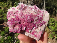 Natural Bright Pink Salrose Cobaltion Dolomite Specimens  x 3 From Congo - Toprock Gemstones and Minerals 