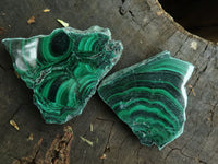 Polished Small Malachite Slices With Stunning Flower & Banding Patterns  x 12 From Congo - TopRock