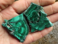 Polished Small Malachite Slices With Stunning Flower & Banding Patterns  x 12 From Congo - TopRock