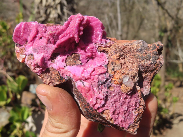 Natural Pink Salrose Cobaltion Dolomite Specimens  x 6 From Kakanda, Congo