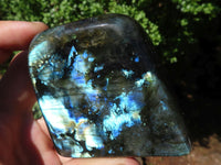 Polished Flashy Labradorite Standing Free Forms  x 6 From Madagascar - TopRock