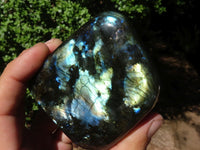 Polished Flashy Labradorite Standing Free Forms  x 6 From Madagascar - TopRock