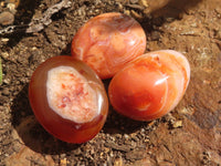 Polished Gorgeous Carnelian Agate Palm Stones  x 35 From Madagascar - TopRock