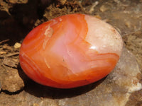 Polished Gorgeous Carnelian Agate Palm Stones  x 35 From Madagascar - TopRock