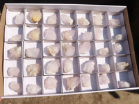 Natural White Cactus Flower Spirit Quartz Specimens x 35 From Boekenhouthoek, South Africa