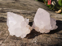 Natural White Cactus Flower Spirit Quartz Specimens x 35 From Boekenhouthoek, South Africa