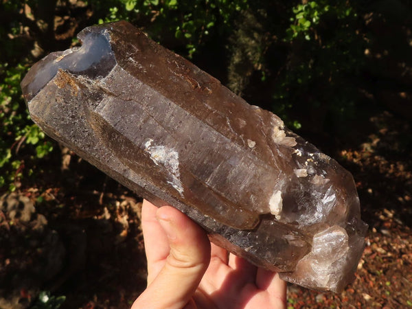 Polished Large Morion Smokey Quartz Crystal  x 1 From Zomba, Malawi