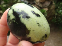 Polished Leopard Stone Palm Stones  x 6 From Zimbabwe - TopRock