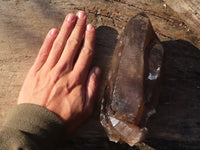 Polished Large Morion Smokey Quartz Crystal  x 1 From Zomba, Malawi