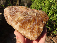 Natural Honey Etched Aragonite Specimens  x 4 From Namibia