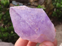 Natural Single Jacaranda Amethyst Crystals x 12 From Mumbwa, Zambia - Toprock Gemstones and Minerals 