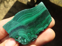 Polished Malachite Slices With Stunning Flower & Banding Patterns  x 12 From Congo - TopRock