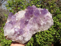 Natural Extra Large Jacaranda Amethyst Cluster x 1 From Mumbwe, Zambia