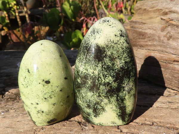 Polished  Green Leopard Stone Standing Free Forms  x 6 From Zimbabwe