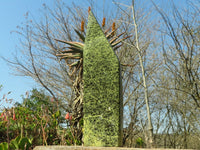 Polished Extra Large Leopard Stone Point  x 1 From Zimbabwe