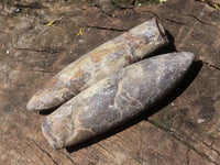 Natural Large Selected Belemnite Fossil "Bullets" x 36 From Maintirano, Madagascar - TopRock