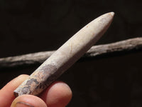 Natural Large Selected Belemnite Fossil "Bullets" x 36 From Maintirano, Madagascar - TopRock