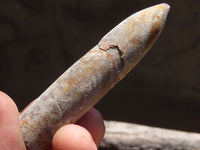 Natural Large Selected Belemnite Fossil "Bullets" x 36 From Maintirano, Madagascar - TopRock