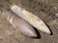 Natural Large Selected Belemnite Fossil "Bullets" x 36 From Maintirano, Madagascar - TopRock