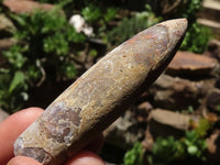 Natural Large Selected Belemnite Fossil "Bullets" x 36 From Maintirano, Madagascar - TopRock