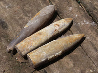 Natural Large Selected Belemnite Fossil "Bullets" x 36 From Maintirano, Madagascar - TopRock