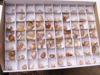 Polished Mini Coral Flower Agate Palm Stones  x 100 From Madagascar - Toprock Gemstones and Minerals 