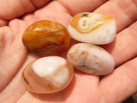 Polished Mini Coral Flower Agate Palm Stones  x 100 From Madagascar - Toprock Gemstones and Minerals 