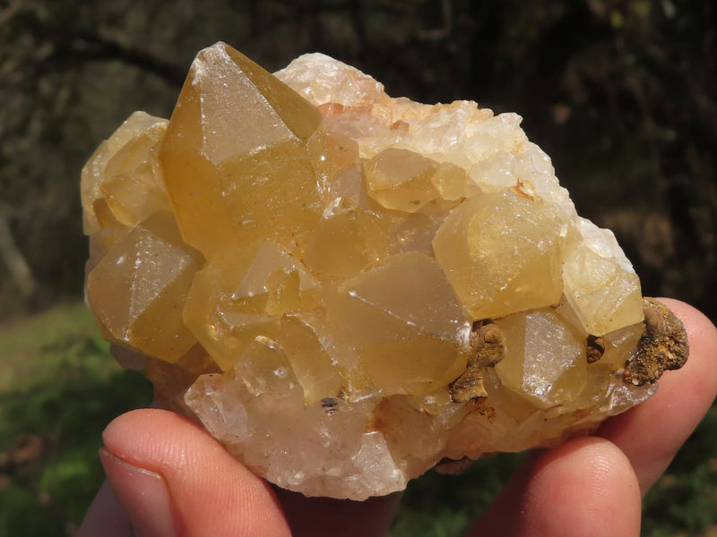 Natural Golden Limonite / Lemonite Quartz Clusters x 12 From