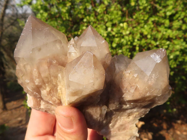 Natural Cascading Smokey Quartz Clusters x 6 From Luena, Congo