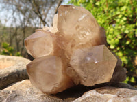 Natural Cascading Smokey Quartz Clusters x 6 From Luena, Congo