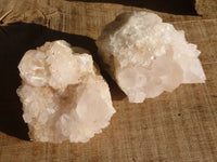 Natural White Cactus Flower Spirit Quartz Specimens x 12 From Boekenhouthoek, South Africa