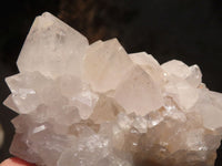 Natural White Cactus Flower Spirit Quartz Specimens x 12 From Boekenhouthoek, South Africa