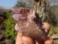 Natural Red Hematoid Quartz Specimens x 12 From Karoi, Zimbabwe