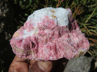 Natural Rhodonite Cobbed Pieces x 12 From Zimbabwe - TopRock