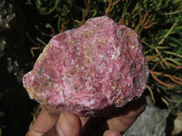 Natural Rhodonite Cobbed Pieces x 12 From Zimbabwe - TopRock