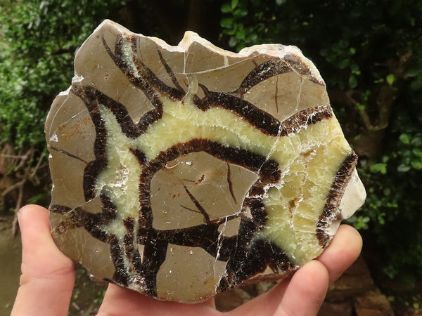 Polished Septaria (Calcite & Aragonite) Slices  x 4 From Madagascar - TopRock