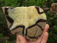 Polished Septaria (Calcite & Aragonite) Slices  x 4 From Madagascar - TopRock