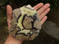 Polished Septaria (Calcite & Aragonite) Slices  x 4 From Madagascar - TopRock